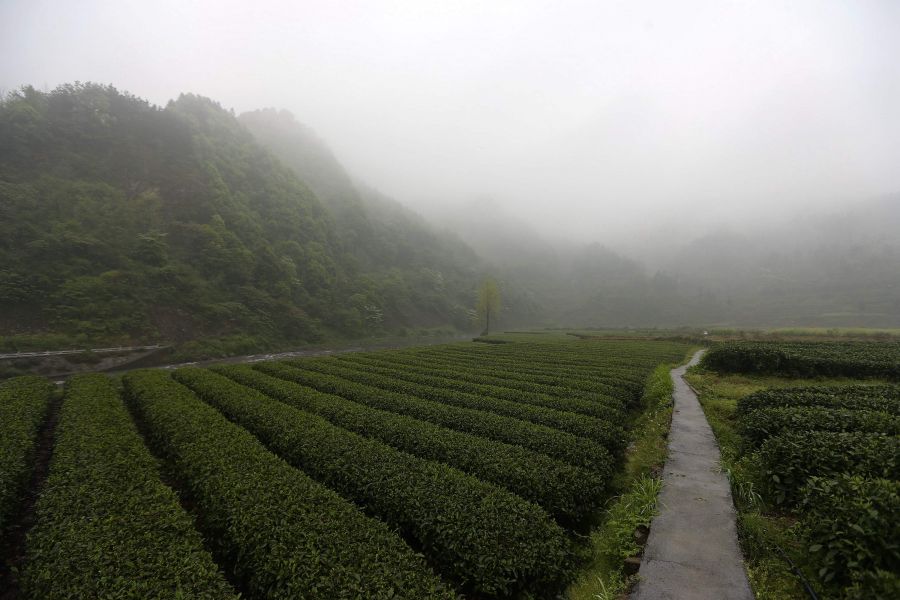 農(nóng)行重慶秀山支行通過公司、基地、農(nóng)戶支持當?shù)剞r(nóng)民走上脫民致富